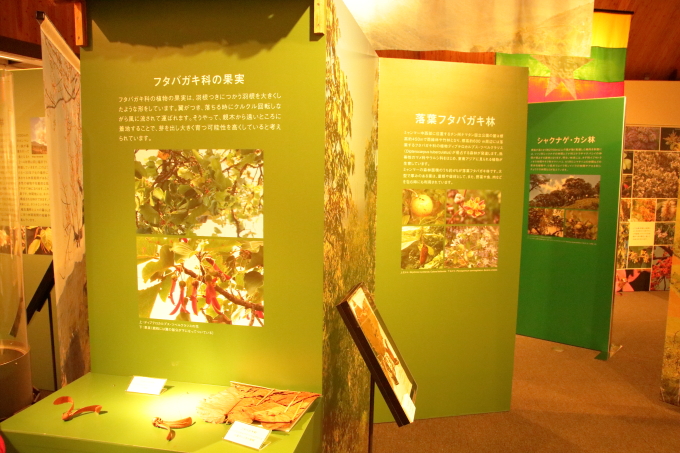 高知県立牧野植物園・ミャンマー展