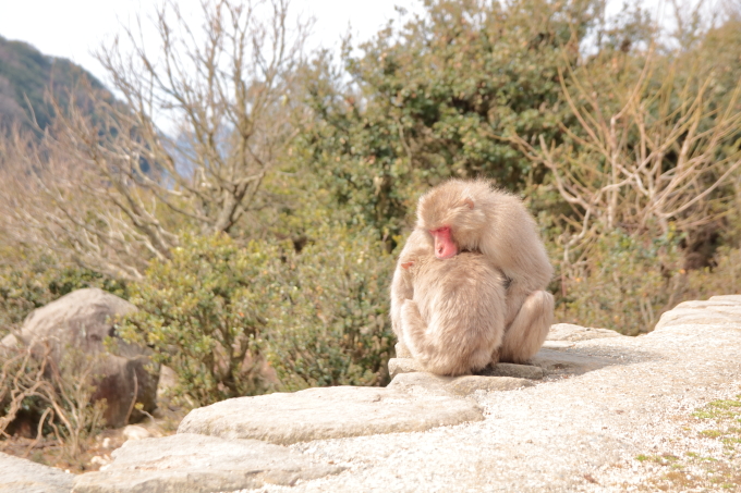 小豆島 銚子渓 お猿の国の猿