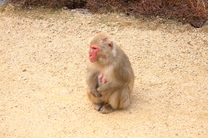 小豆島 銚子渓 お猿の国の猿